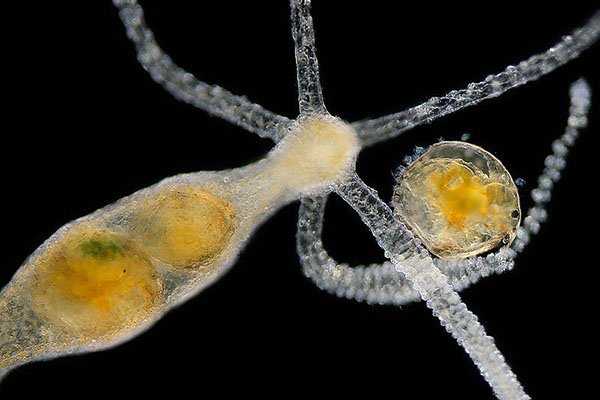 Кракен маркет плейс