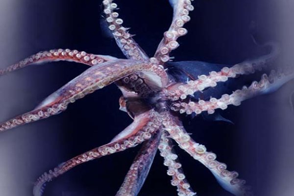 Кракен сайт 1kraken me вход