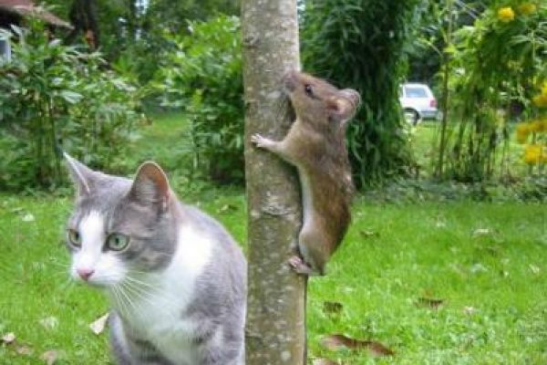 Kraken 13at сайт