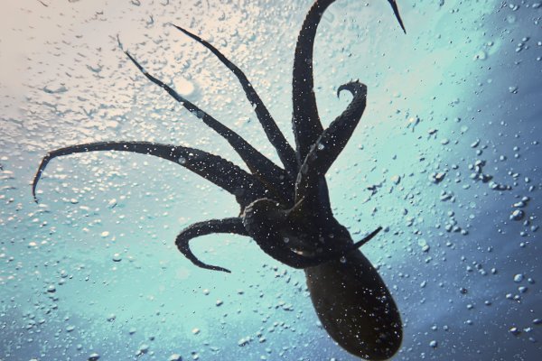 Ссылки на кракен зеркала