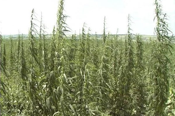 Кракен маркетплейс купить порошок